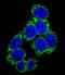 Delta Like Canonical Notch Ligand 3 antibody, LS-B10548, Lifespan Biosciences, Immunofluorescence image 