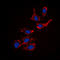 Collagen Type XVIII Alpha 1 Chain antibody, LS-C358951, Lifespan Biosciences, Immunofluorescence image 