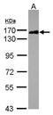 Scaffold Attachment Factor B2 antibody, GTX115272, GeneTex, Western Blot image 