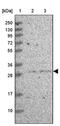 Transcription Elongation Factor A N-Terminal And Central Domain Containing 2 antibody, PA5-61372, Invitrogen Antibodies, Western Blot image 