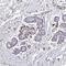 Calcium-transporting ATPase type 2C member 2 antibody, NBP2-14329, Novus Biologicals, Immunohistochemistry paraffin image 