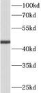 Actin Like 6A antibody, FNab00118, FineTest, Western Blot image 