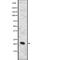 Ras antibody, abx217237, Abbexa, Western Blot image 