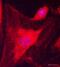 Smoothelin antibody, ab8969, Abcam, Immunofluorescence image 