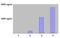 Matrix Metallopeptidase 12 antibody, DDX0281B, Novus Biologicals, Enzyme Linked Immunosorbent Assay image 