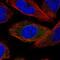 Signal Recognition Particle 68 antibody, NBP1-89532, Novus Biologicals, Immunofluorescence image 