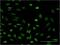 SPT4 Homolog, DSIF Elongation Factor Subunit antibody, H00006827-M01, Novus Biologicals, Immunocytochemistry image 