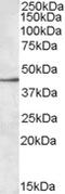 Peroxiredoxin 1 antibody, 46-754, ProSci, Western Blot image 