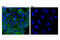 Cadherin 1 antibody, 14472S, Cell Signaling Technology, Immunocytochemistry image 