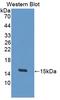 Thioredoxin antibody, LS-C303782, Lifespan Biosciences, Western Blot image 