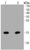 Histone Cluster 1 H2A Family Member J antibody, NBP2-67337, Novus Biologicals, Western Blot image 