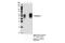 Pannexin 1 antibody, 91137S, Cell Signaling Technology, Immunoprecipitation image 