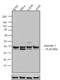 Annexin A1 antibody, 71-3400, Invitrogen Antibodies, Western Blot image 