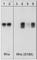 Ras Homolog Family Member A antibody, ab41435, Abcam, Western Blot image 