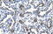 FosB Proto-Oncogene, AP-1 Transcription Factor Subunit antibody, 27-620, ProSci, Immunohistochemistry frozen image 