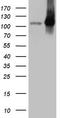 LIM Domain And Actin Binding 1 antibody, LS-C791705, Lifespan Biosciences, Western Blot image 