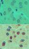 One Cut Homeobox 1 antibody, PA5-23459, Invitrogen Antibodies, Immunohistochemistry frozen image 
