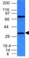 BCL10 Immune Signaling Adaptor antibody, NBP2-33190, Novus Biologicals, Western Blot image 