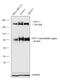 MIC5 antibody, MA5-14137, Invitrogen Antibodies, Western Blot image 