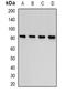Cartilage Oligomeric Matrix Protein antibody, orb340978, Biorbyt, Western Blot image 
