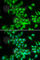 Huntingtin-interacting protein 1 antibody, A6921, ABclonal Technology, Immunofluorescence image 