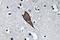 CD13 antibody, LS-C291689, Lifespan Biosciences, Immunohistochemistry frozen image 