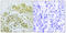 NFKB Inhibitor Alpha antibody, LS-C117383, Lifespan Biosciences, Immunohistochemistry paraffin image 