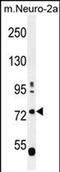 Leucine Rich Repeats And WD Repeat Domain Containing 1 antibody, PA5-71585, Invitrogen Antibodies, Western Blot image 