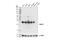 Heat Shock Protein Family B (Small) Member 1 antibody, 95357S, Cell Signaling Technology, Western Blot image 