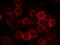 Selectin L antibody, GTX02133, GeneTex, Immunocytochemistry image 