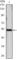 Sonic Hedgehog Signaling Molecule antibody, abx012072, Abbexa, Western Blot image 