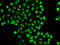 Zinc Finger Protein 148 antibody, LS-C346176, Lifespan Biosciences, Immunofluorescence image 