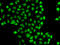 Zinc finger protein 148 antibody, LS-C346176, Lifespan Biosciences, Immunofluorescence image 