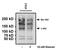 Phosphotyrosine antibody, MA4-003, Invitrogen Antibodies, Immunoprecipitation image 