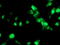 SET Domain Containing 7, Histone Lysine Methyltransferase antibody, M02793-1, Boster Biological Technology, Immunofluorescence image 