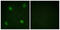 Heterogeneous Nuclear Ribonucleoprotein D antibody, abx012491, Abbexa, Western Blot image 