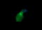 Growth Arrest And DNA Damage Inducible Gamma antibody, LS-C787654, Lifespan Biosciences, Immunofluorescence image 