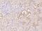 Synaptic Vesicle Glycoprotein 2C antibody, 207147-T08, Sino Biological, Immunohistochemistry frozen image 