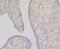 Fibrinogen Alpha Chain antibody, NBP2-66842, Novus Biologicals, Immunohistochemistry paraffin image 