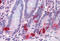 Chromogranin A antibody, MBS243030, MyBioSource, Immunohistochemistry frozen image 