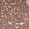 Sterol-C5-Desaturase antibody, NBP2-49478, Novus Biologicals, Immunohistochemistry frozen image 