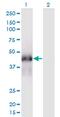 Family With Sequence Similarity 122A antibody, MA5-24510, Invitrogen Antibodies, Western Blot image 