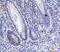 Peptide YY antibody, A04223-1, Boster Biological Technology, Immunohistochemistry frozen image 