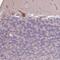 Calcium Binding Protein 5 antibody, NBP2-14428, Novus Biologicals, Immunohistochemistry frozen image 