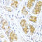 Endothelin 1 antibody, 13-247, ProSci, Immunohistochemistry frozen image 
