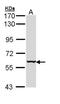Keratin 4 antibody, NBP1-33412, Novus Biologicals, Western Blot image 