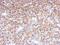 Endothelin Receptor Type B antibody, NBP2-16334, Novus Biologicals, Immunohistochemistry frozen image 