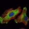 WNT Inhibitory Factor 1 antibody, NBP1-51658, Novus Biologicals, Immunocytochemistry image 