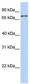 Collectin Subfamily Member 12 antibody, TA342099, Origene, Western Blot image 