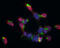 Gamma-Aminobutyric Acid Type B Receptor Subunit 1 antibody, GTX102511, GeneTex, Immunofluorescence image 
